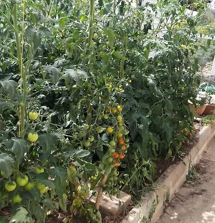 Ashley Rosslare Harbour