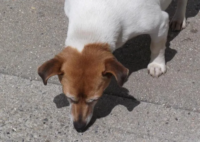 Ashley Lodge Bed & Breakfast 4*