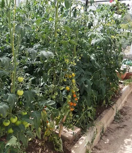 Ashley Lodge Bed & Breakfast Рослэр